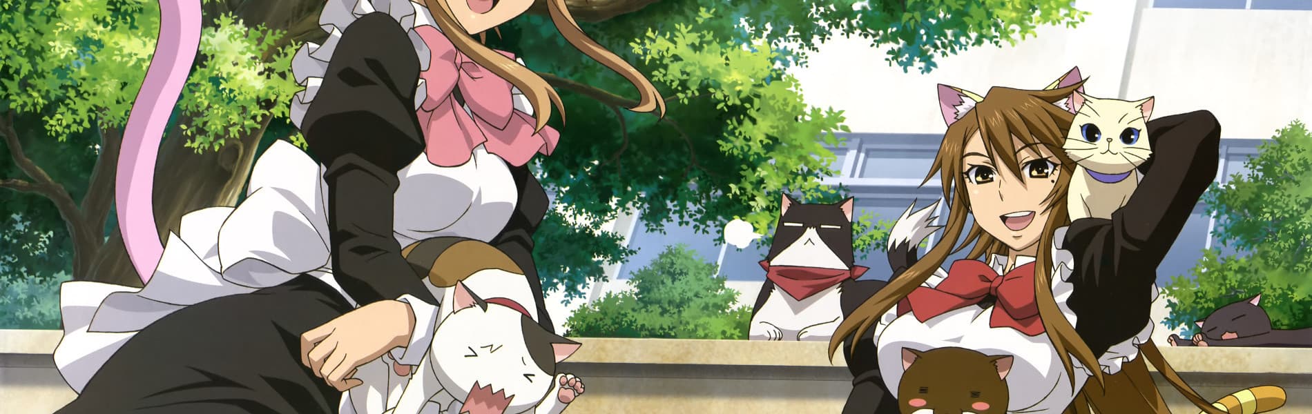 Nyan Koi!